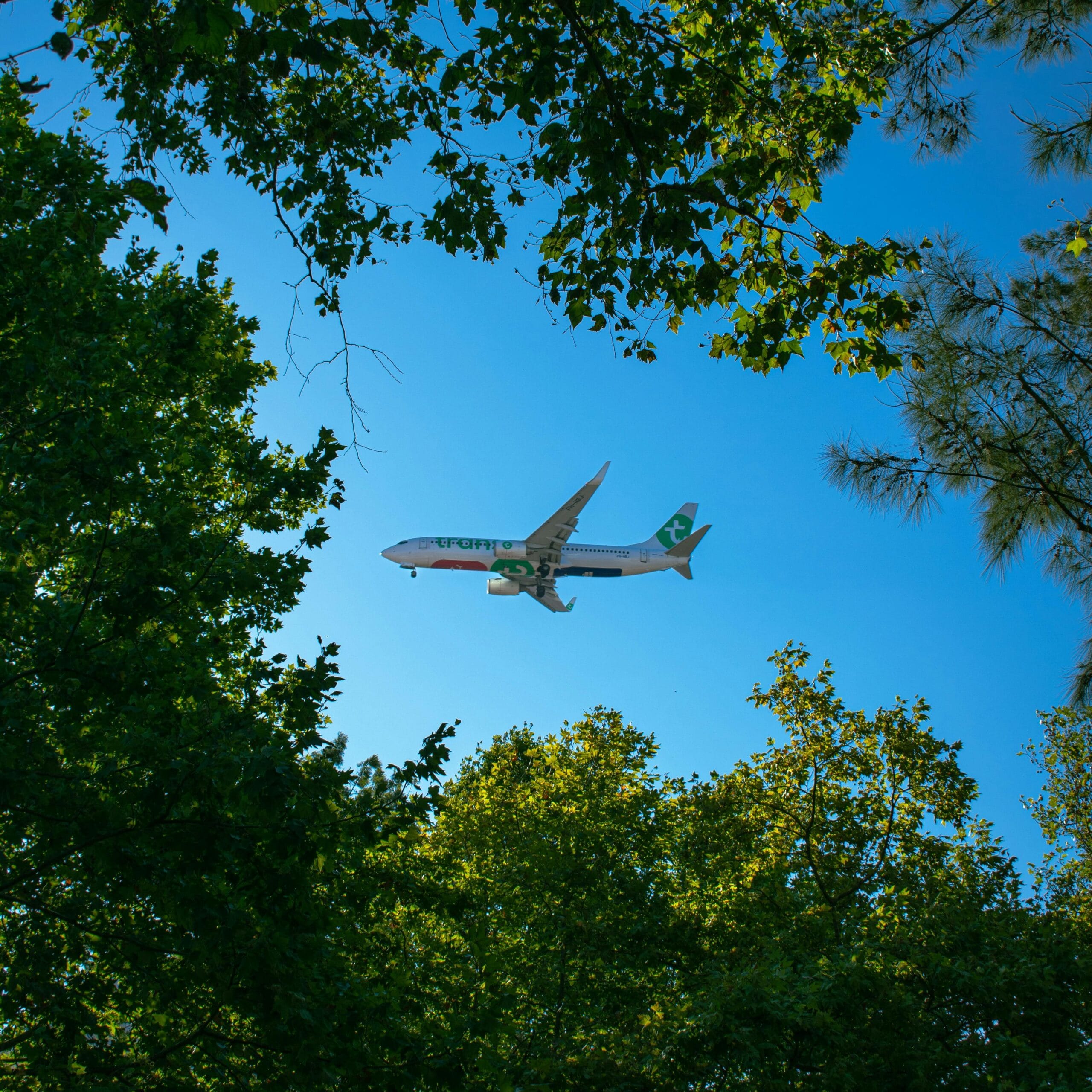 Airplane captured in mid-air through a frame of lush green trees under a clear blue sky.